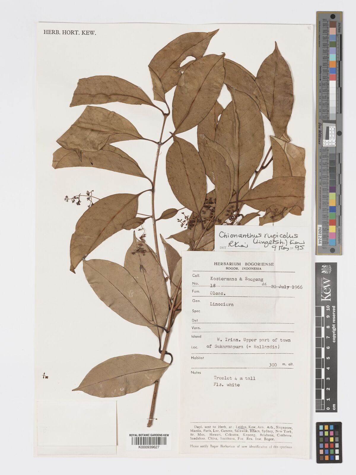 Kew Gardens K000939627:  Kostermans; Soegeng [18] Indonesia