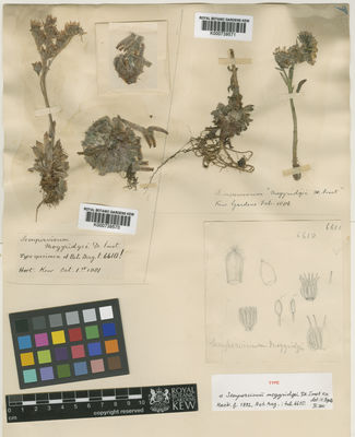 Kew Gardens K000739570:  s.coll. [s.n.]