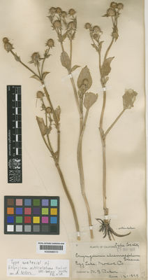 Kew Gardens K000686510:  Baker, M.S. [s.n.] United States