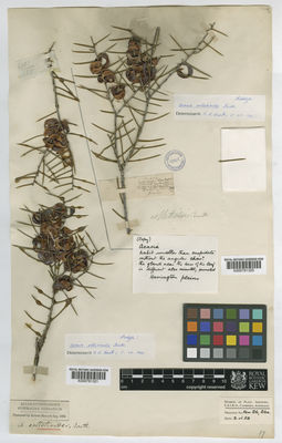 Kew Gardens K000791320:  s.coll. [s.n.] Australia