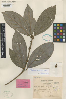 Kew Gardens K000350885:  Kerr, A.F.G. [8558] Thailand