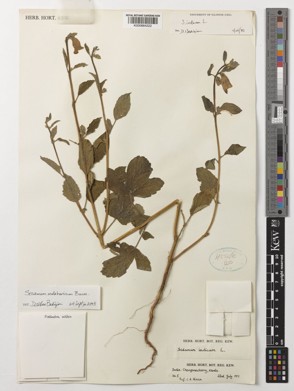 Kew Gardens K000884222:  Ninan, C.A. [5] India