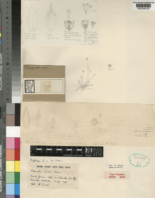 Kew Gardens K000346105:  Monod [s.n.]