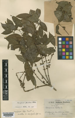 Kew Gardens K000485199:  Ule, E. [9638] Bolivia