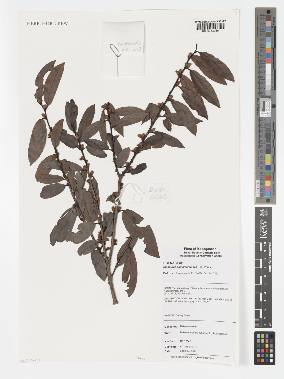 Diospyros cinnamomoides