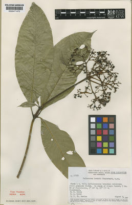 Kew Gardens K000471475:  Irwin, H.S.; Egler, W.A.; Westra, L.Y.T. [47354] Brazil