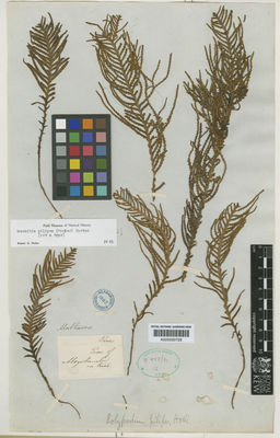 Kew Gardens K000590728:  Mathews [s.n] Peru