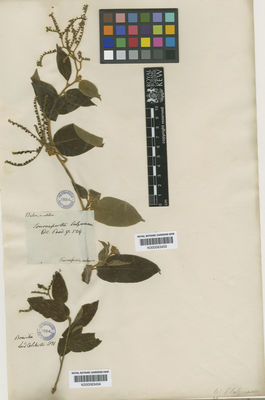 Kew Gardens K000583454:  Colchester [s.n.] Brazil