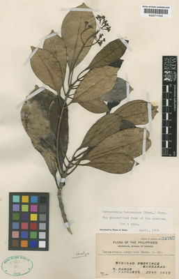 Kew Gardens K000717530:  Ramos, M.; Pascasio, J. [34707] Philippines