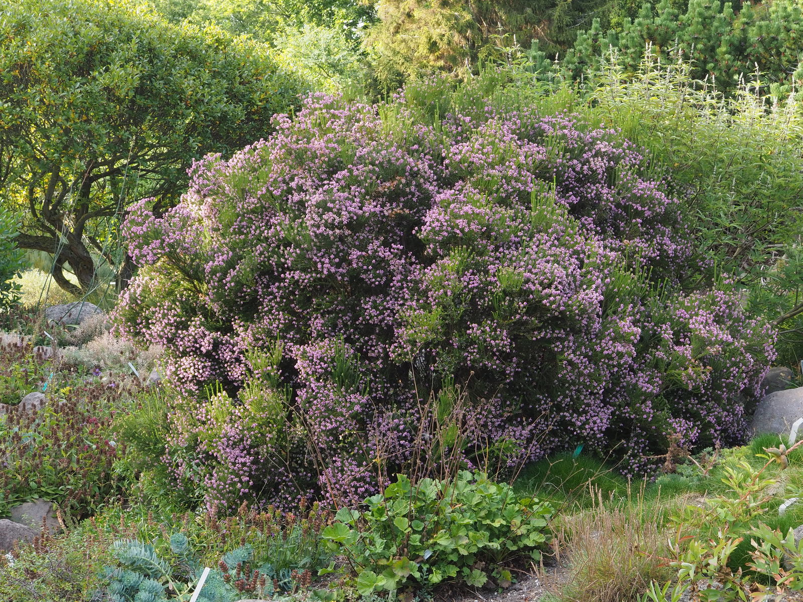 © copyright of the Board of Trustees of the Royal Botanic Gardens, Kew.