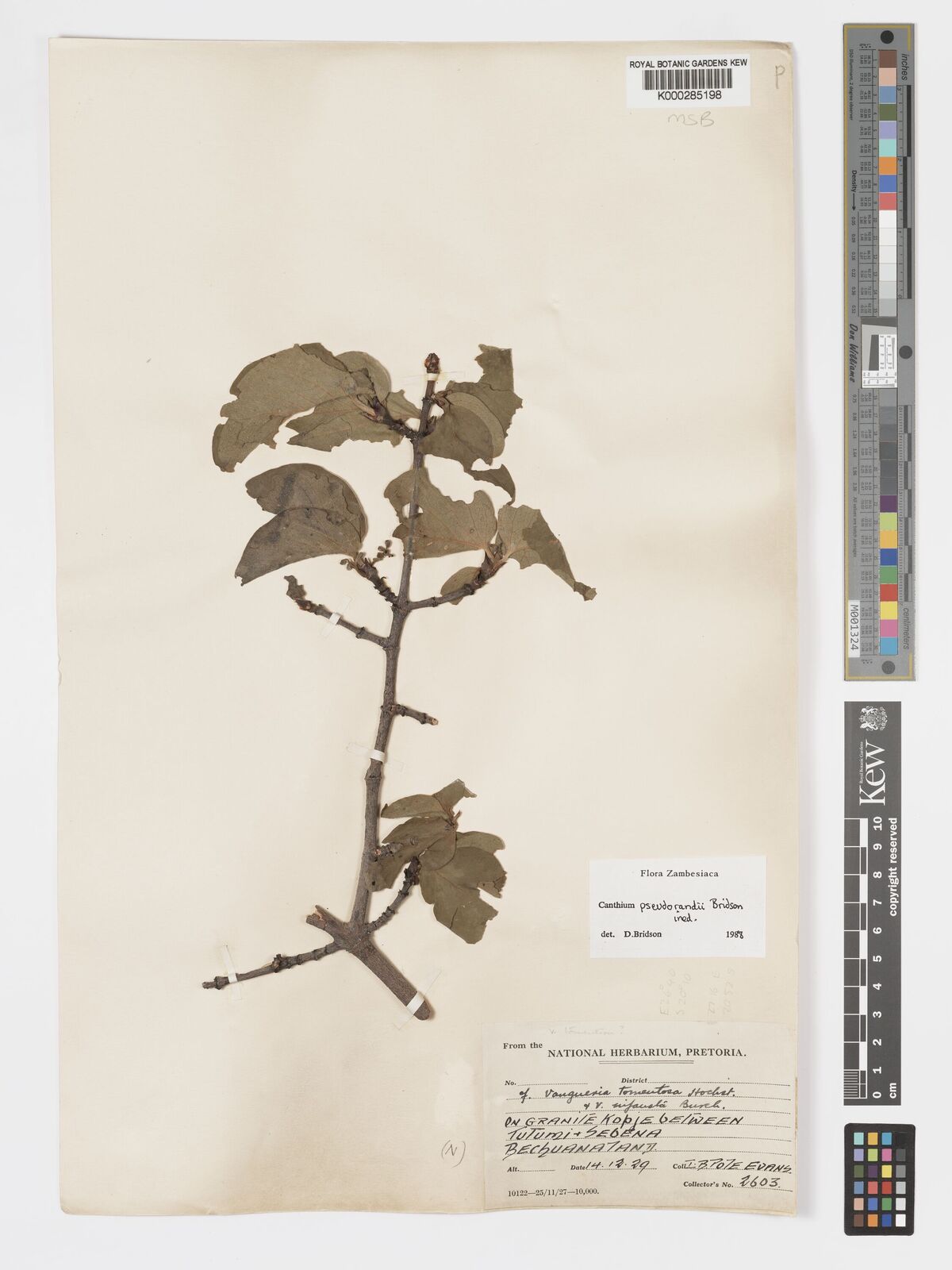 Afrocanthium pseudorandii