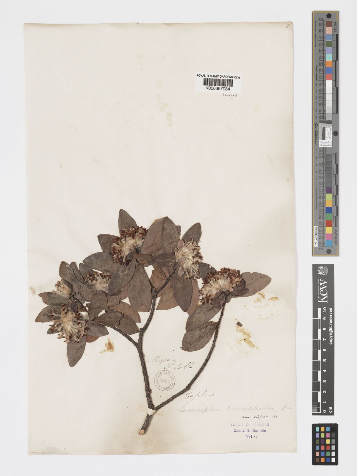 Kew Gardens K000357984:  Lobb, T. [s.n.] India