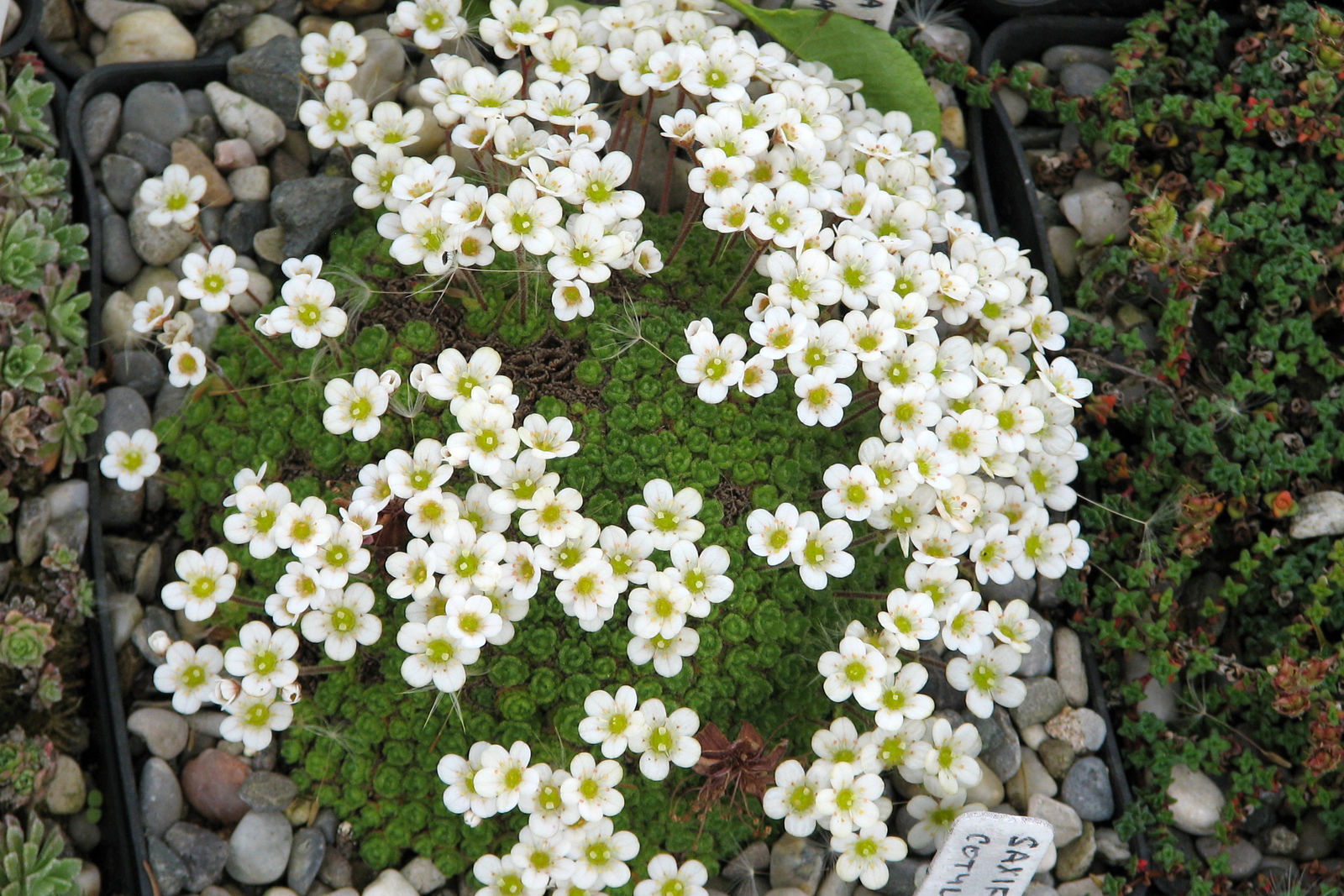 © copyright of the Board of Trustees of the Royal Botanic Gardens, Kew.