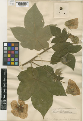 Kew Gardens K000328732:  s.coll. [12438] Brazil