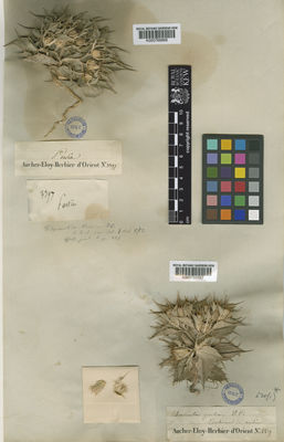 Kew Gardens K000768868:  Aucher -Eloy, P.M.R. [3397]