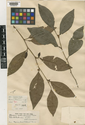 Kew Gardens K000382420:  Parkinson, C.E. [1697] Burma