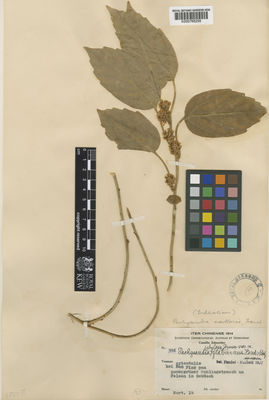 Kew Gardens K000768258:  s.coll. [396] China