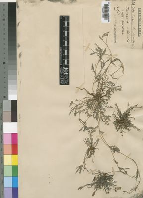 Kew Gardens K000251880:  Schweinfurth, G. [398] Yemen