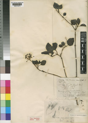 Kew Gardens K000192731:  Hildebrandt, J.M. [1526] Somalia