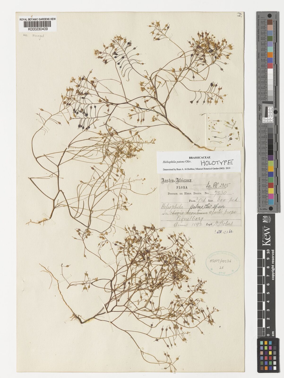 Kew Gardens K000230409:  Bolus, H. [7530] South Africa