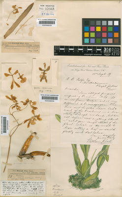 Kew Gardens K000586533:  s.coll. [s.n.] Brazil