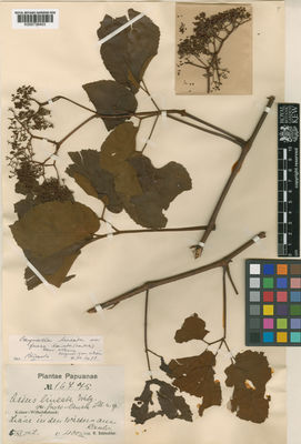 Kew Gardens K000736403:  Schlechter, F.R.R. [16775] Papua New Guinea