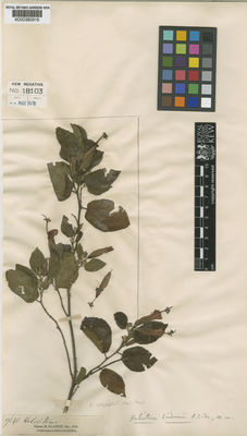 Kew Gardens K000380916:  s.coll. [9640] Brazil