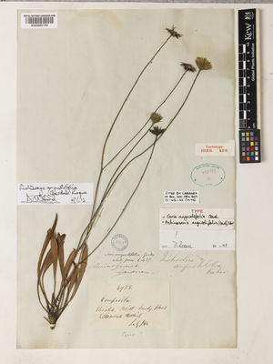 Kew Gardens K000895169:  Gardner, G. [4955] Brazil