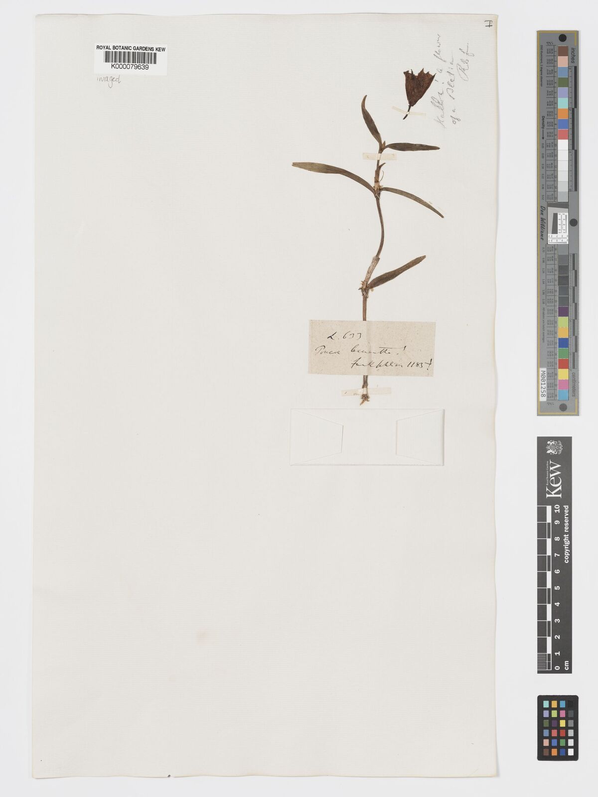 Kew Gardens K000079639:  s.coll. [633] Venezuela