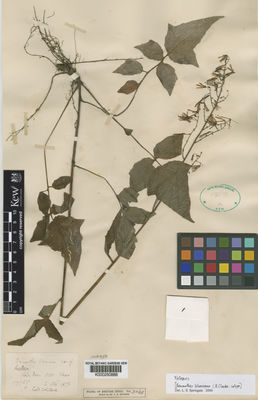 Kew Gardens K000250888:  Clarke, C.B. [17766] India