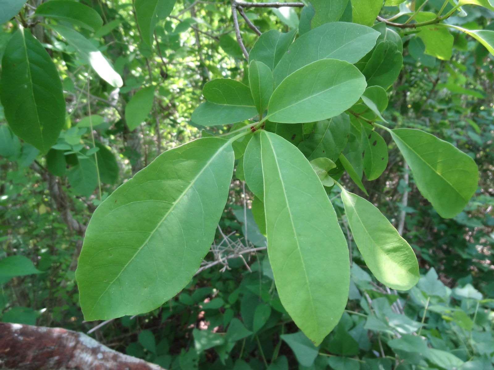 Guapira petenensis (Lundell) Lundell | Plants of the World Online | Kew ...