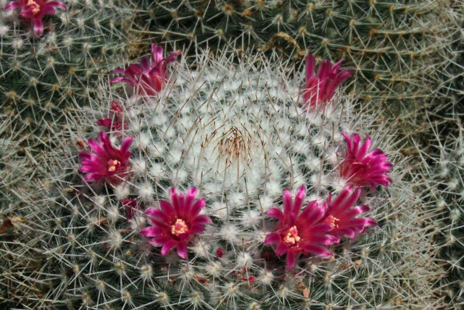 Mammillaria sempervivi kaynak görseli
