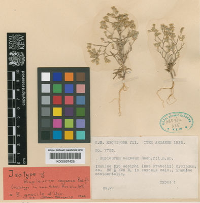 Kew Gardens K000697426:  Rechinger, K.H. [7753] Greece