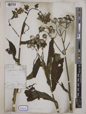 Kew Gardens K001118653:  De Silva, F. [Cat. no. 3152]