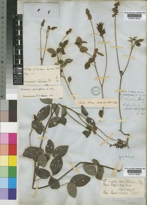 Kew Gardens K000419595:  Kalbreyer [45]