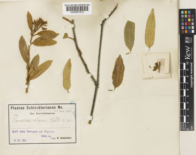 Kew Gardens K000857619:  Schlechter, F.R.R. [s.n.] New Caledonia