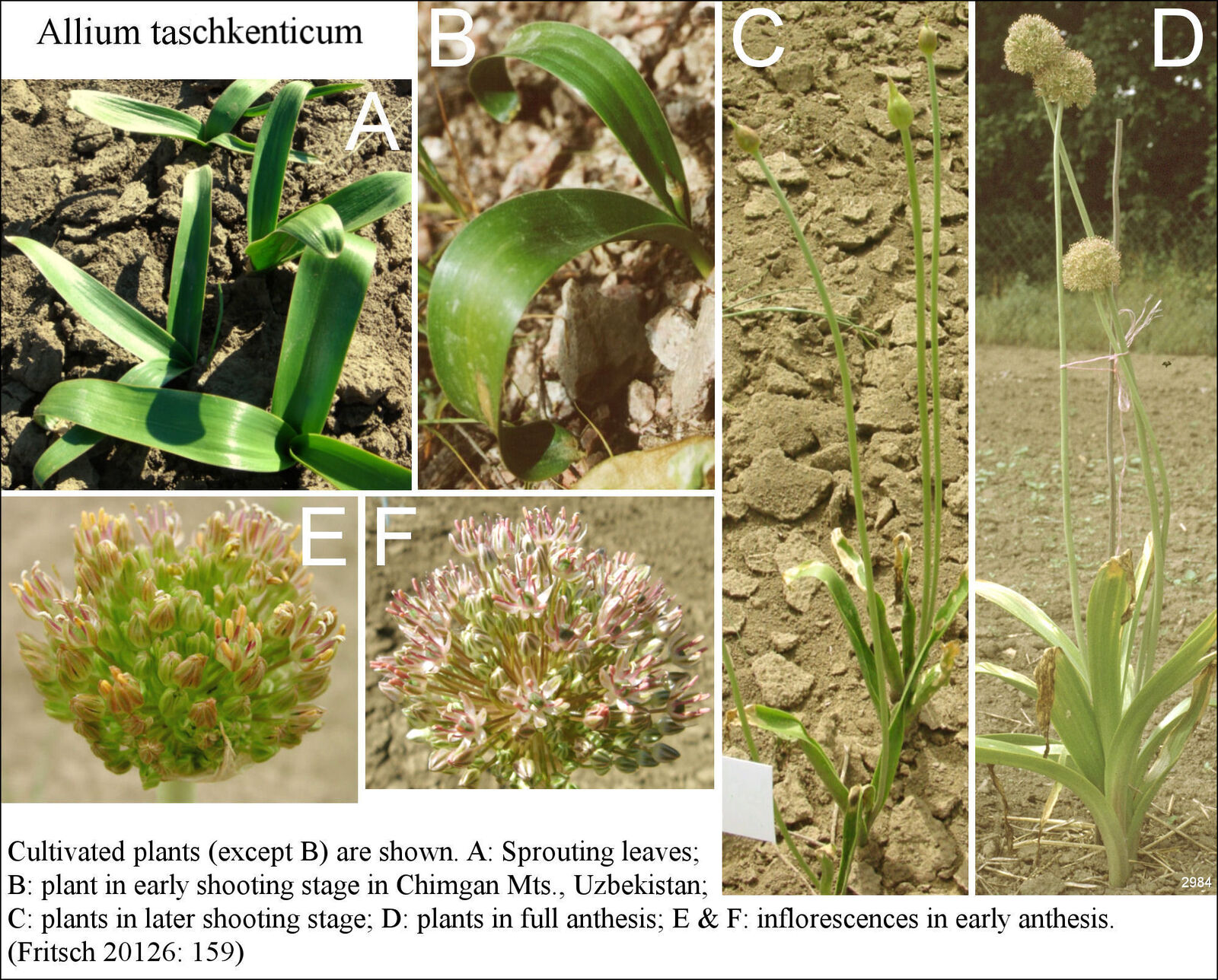 Allium tashkenticum