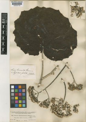 Kew Gardens K000504158:  Heyde; Lux [3377] Guatemala