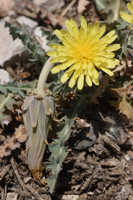 Taraxacum syriacum Boiss. | Plants of the World Online | Kew Science