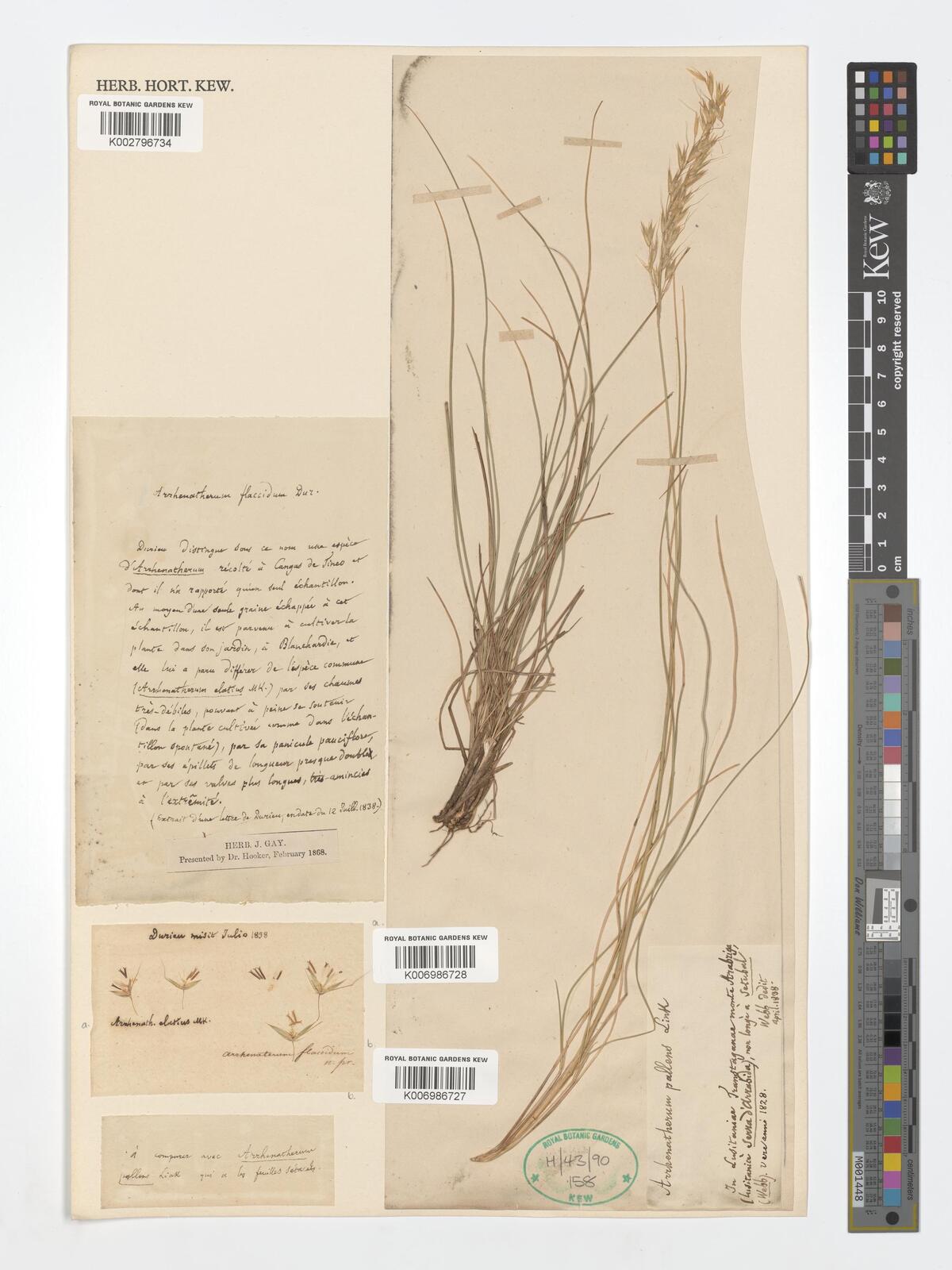 Arrhenatherum pallens