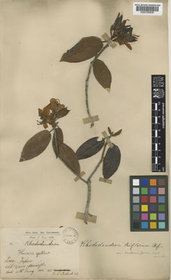 Kew Gardens K000769836:  Colomb, F.C. [s.n.] India