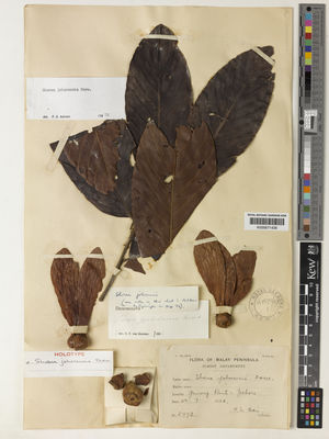 Kew Gardens K000671438:  Bain, V.L. [5992] Malaysia