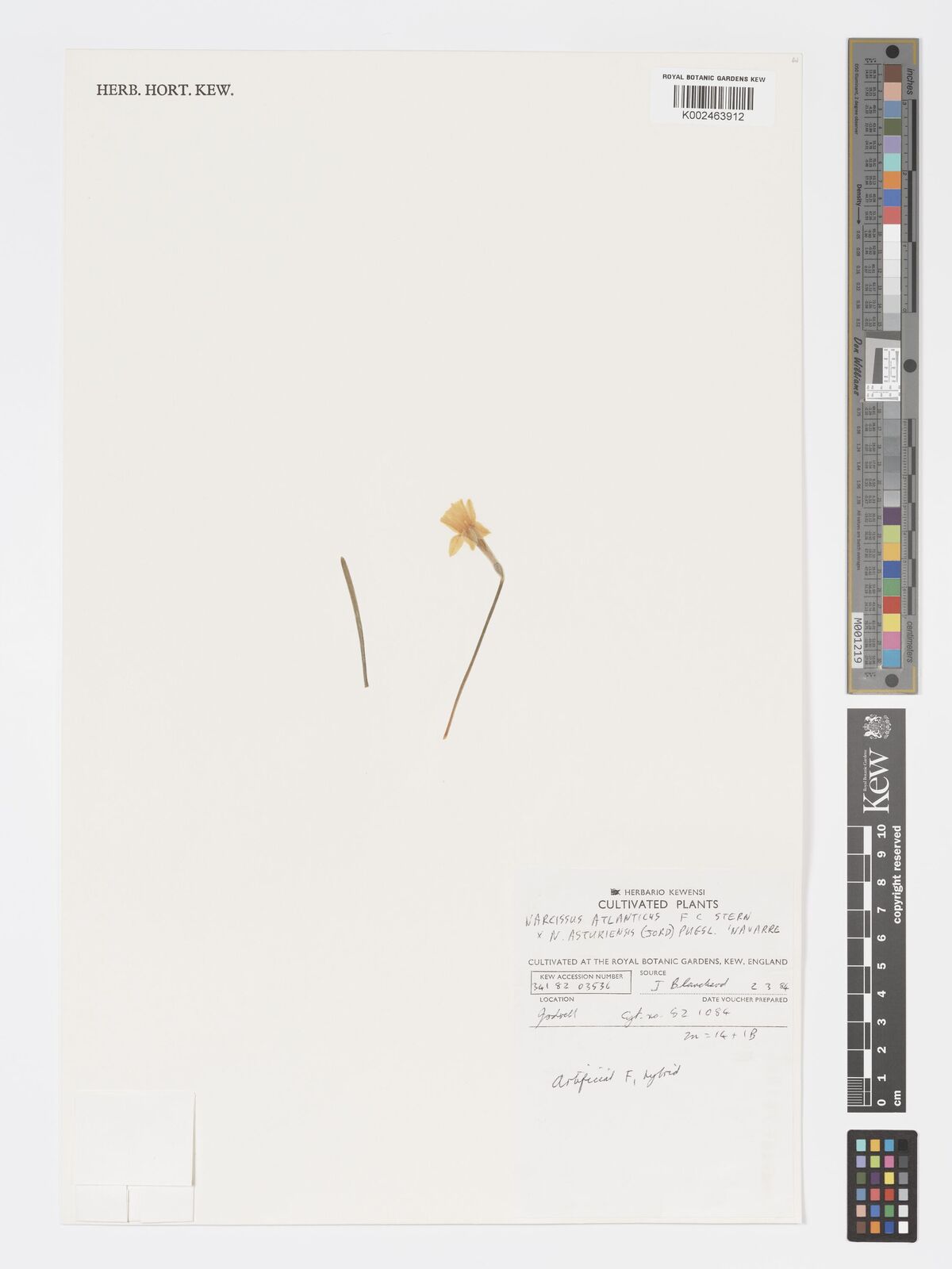 Narcissus atlanticus