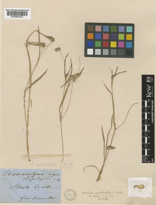 Kew Gardens K000854033:  Mueller, F, J.H.von [s.n.] Australia