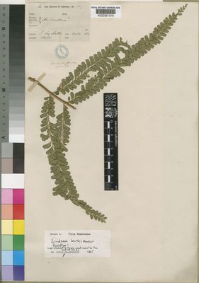 Kew Gardens K000351019:  Rawson, W. [987] Seychelles