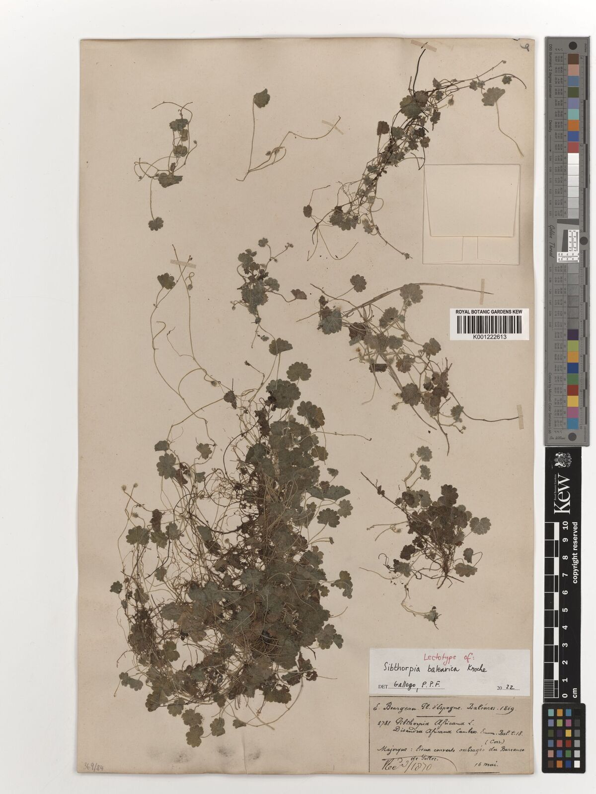 Kew Gardens K001222613:  Bourgeau, E. [2781] Spain