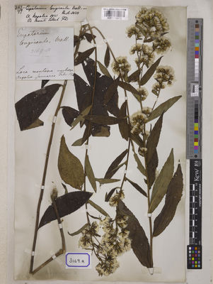 Kew Gardens K001118672:  Wallich, N. [Cat. no. 3169] Nepal