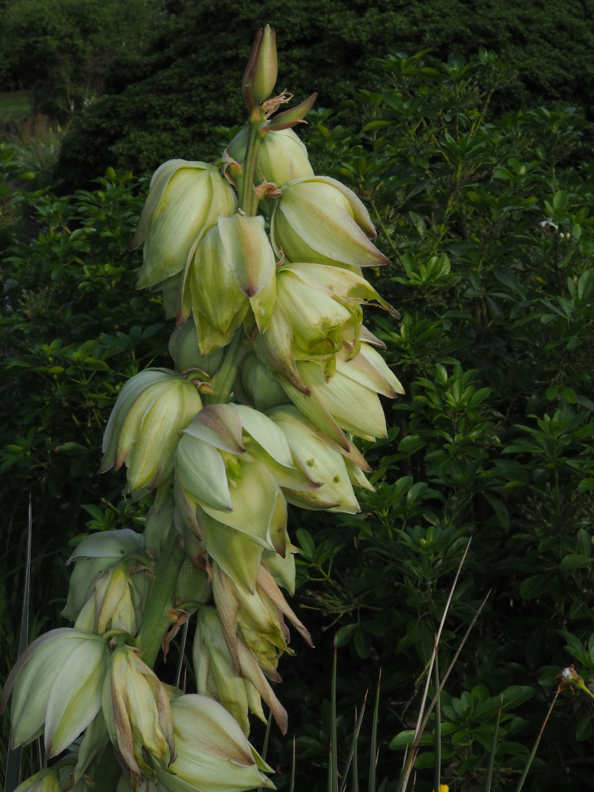 Yucca glauca Nutt. | Plants of the World Online | Kew Science