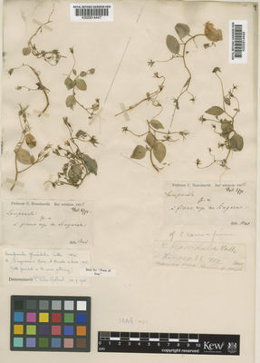 Kew Gardens K000814448:  Haussknecht, C. [s.n.] Iraq