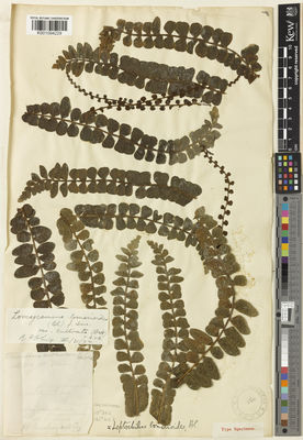 Kew Gardens K001094229:  Richards, H. [s.n.] Solomon Islands